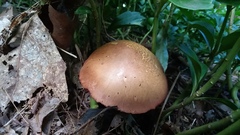 Chalciporus