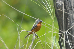 Sporophila minuta