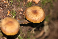 Armillaria mellea