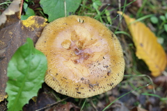 Russula ochroleuca