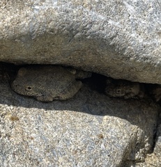 Pseudacris cadaverina