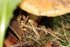 Russula ochroleuca