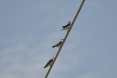 Tachycineta albilinea