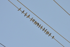 Tachycineta albilinea