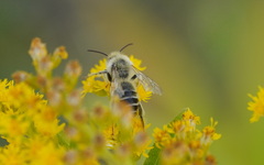 Dasypoda hirtipes