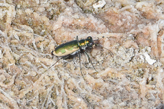 Eunota circumpicta