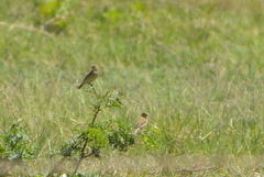 Sporophila minuta
