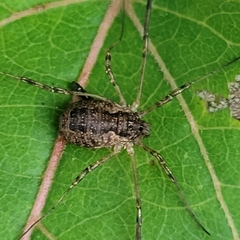 Oligolophus tridens