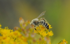 Dasypoda hirtipes