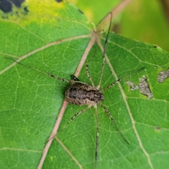 Oligolophus tridens