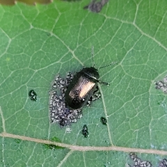 Phratora