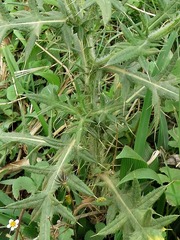 Cirsium vulgare image