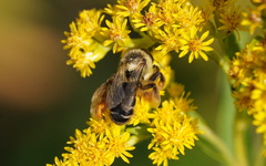 Dasypoda hirtipes