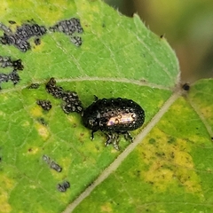 Phratora