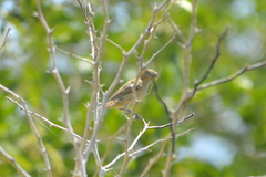 Sporophila minuta