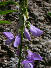 Galega officinalis