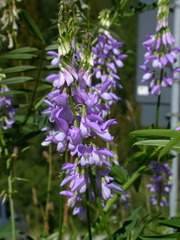 Galega officinalis