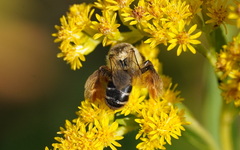 Dasypoda hirtipes