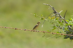 Sporophila minuta