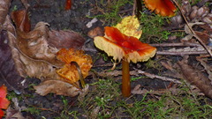 Hygrocybe cuspidata