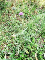 Cirsium vulgare image