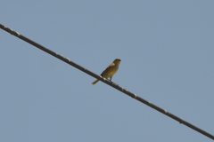 Sporophila minuta