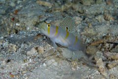 Amblyeleotris randalli