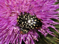 Oxythyrea marginalis