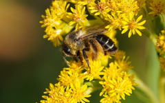 Dasypoda hirtipes