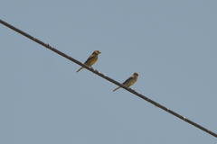 Sporophila minuta