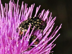 Oxythyrea marginalis