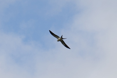 Elanoides forficatus