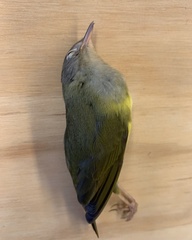 Oporornis agilis