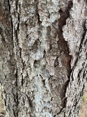 Cryphonectria parasitica