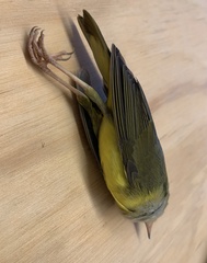 Oporornis agilis