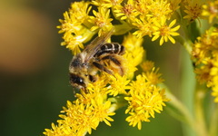 Dasypoda hirtipes