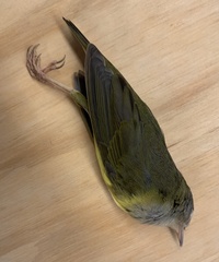 Oporornis agilis