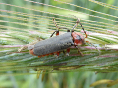 Cantharis rustica