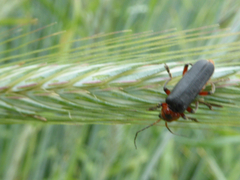 Cantharis rustica