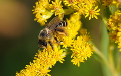 Dasypoda hirtipes