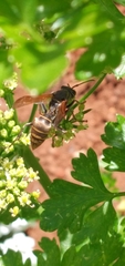 Polistes cinerascens