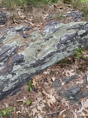 Parmelioideae