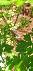 Polistes cinerascens