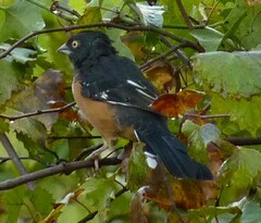 Pipilo erythrophthalmus alleni