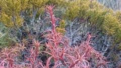 Dracophyllum recurvum