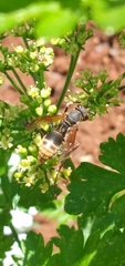 Polistes cinerascens
