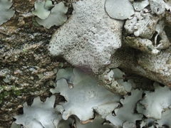 Dermatocarpon miniatum