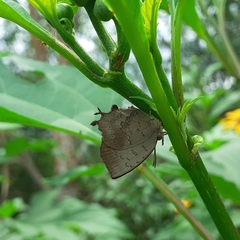 Surendra quercetorum