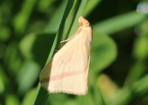 Rhodometra sacraria