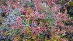 Dracophyllum recurvum